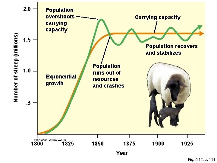 Number of sheep (millions) 2. 0 Population overshoots carrying capacity Carrying capacity 1. 5