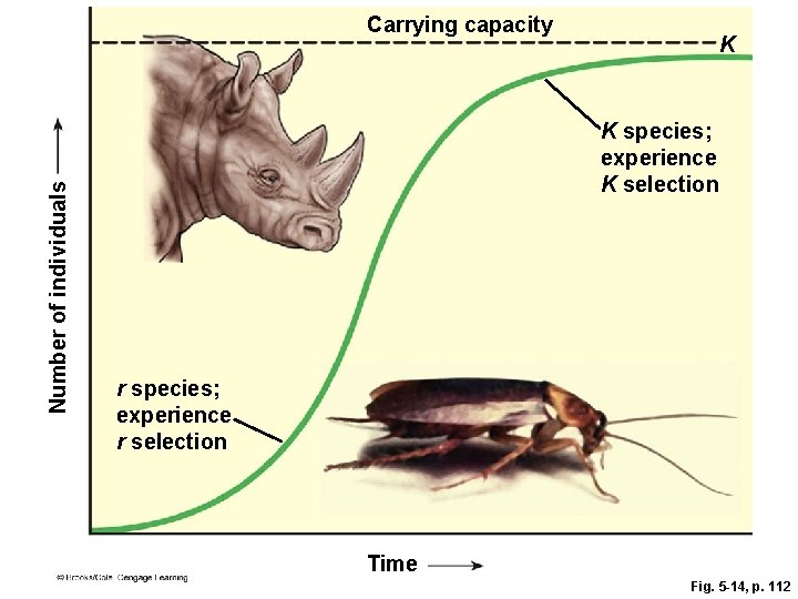 Number of individuals Carrying capacity K K species; experience K selection r species; experience