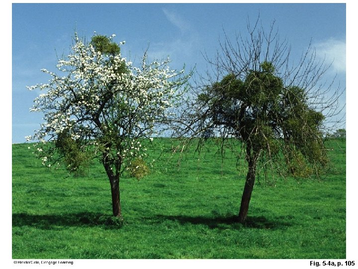 Fig. 5 -4 a, p. 105 