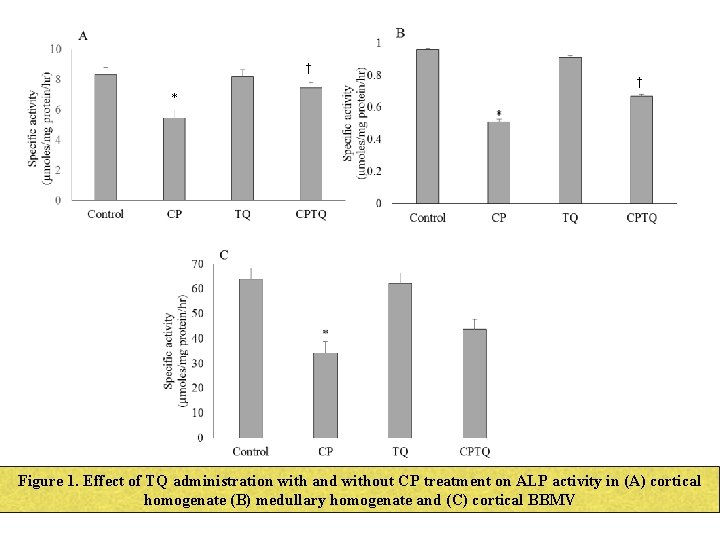  † † * Figure 1. Effect of TQ administration with and without CP