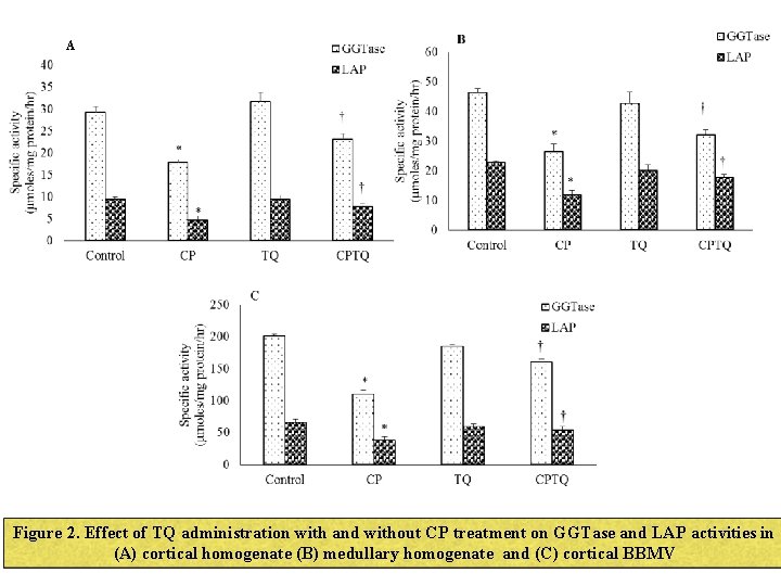 A Figure 2. Effect of TQ administration with and without CP treatment on GGTase