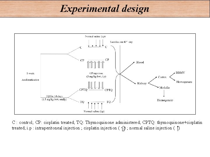 Experimental design C : control; CP: cisplatin treated; TQ: Thymoquinone administered; CPTQ: thymoquinone+cisplatin treated;