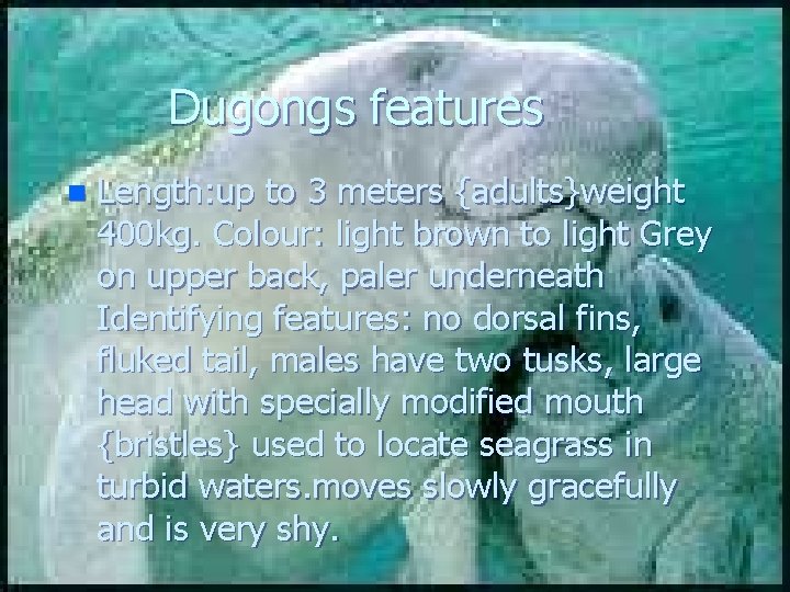 Dugongs features n Length: up to 3 meters {adults}weight 400 kg. Colour: light brown