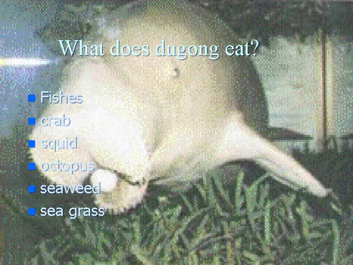 What does dugong eat? Fishes n crab n squid n octopus n seaweed n