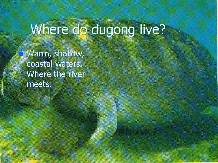 Where do dugong live? n Warm, shallow, coastal waters. Where the river meets. 