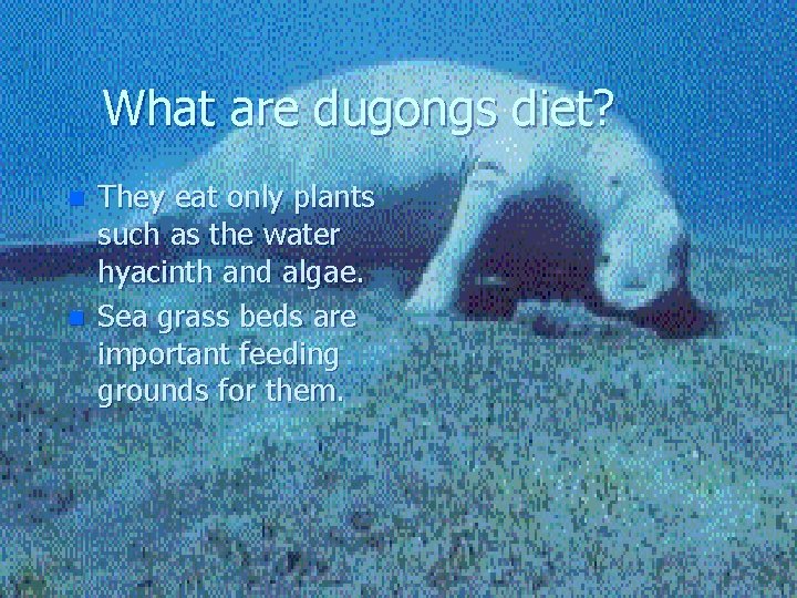 What are dugongs diet? n n They eat only plants such as the water