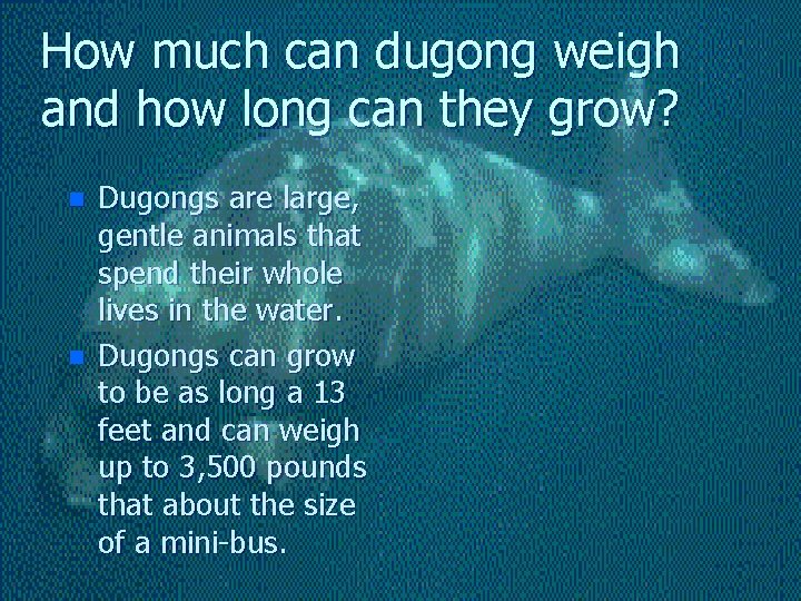 How much can dugong weigh and how long can they grow? n n Dugongs