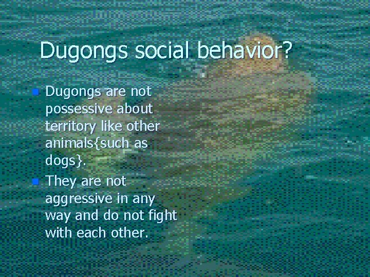 Dugongs social behavior? n n Dugongs are not possessive about territory like other animals{such