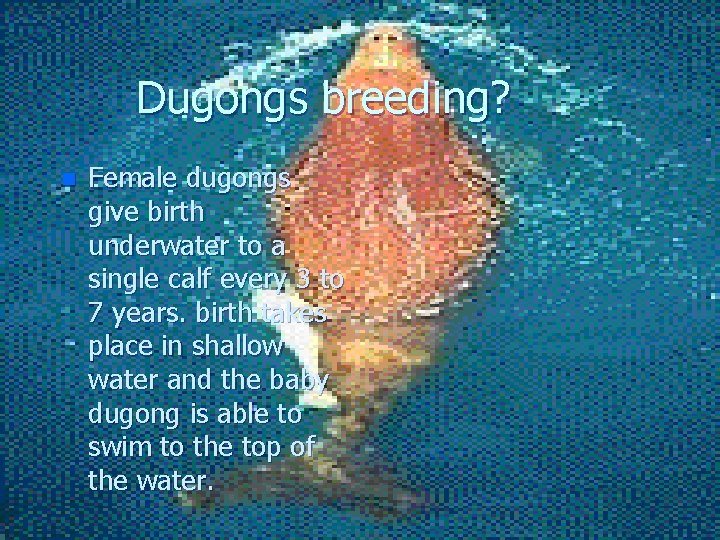 Dugongs breeding? n Female dugongs give birth underwater to a single calf every 3