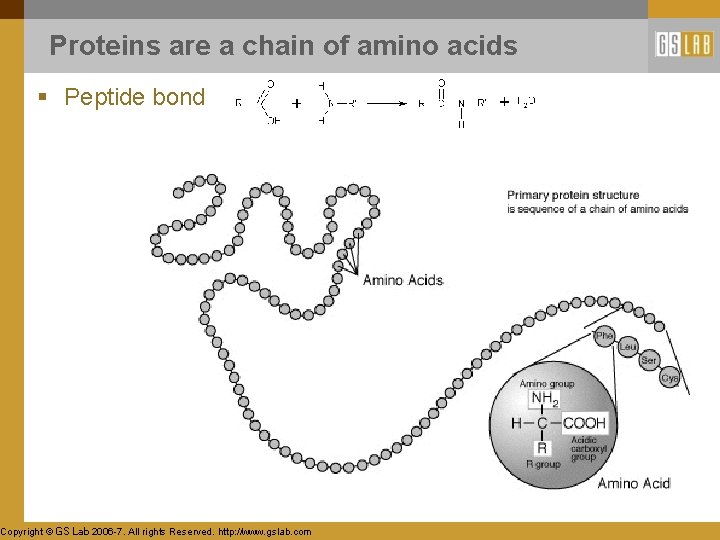 Proteins are a chain of amino acids § Peptide bond Copyright © GS Lab