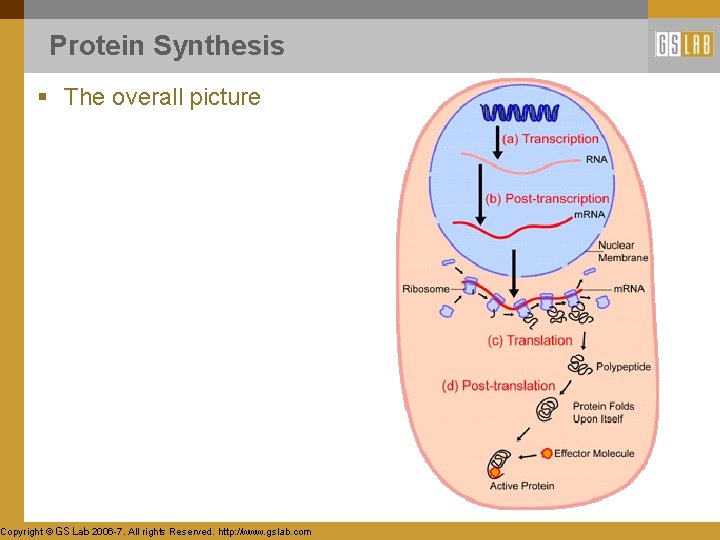 Protein Synthesis § The overall picture Copyright © GS Lab 2006 -7. All rights