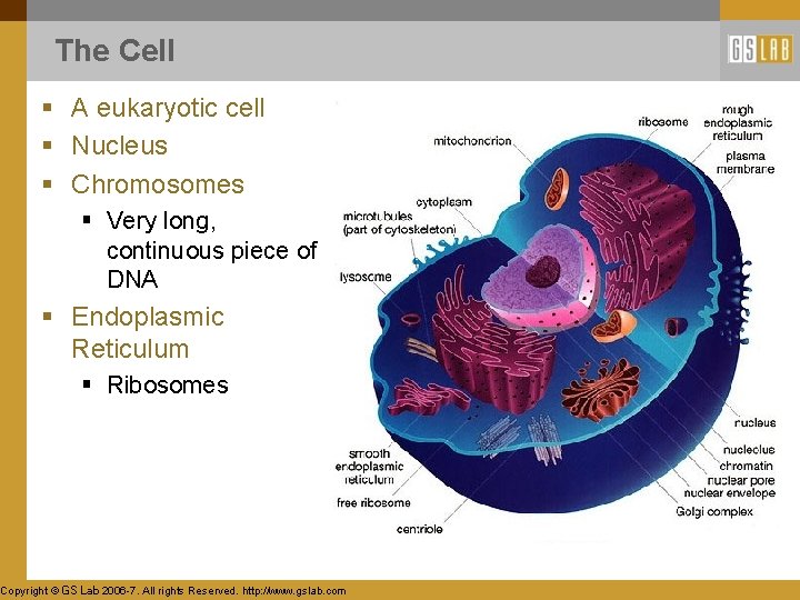 The Cell § A eukaryotic cell § Nucleus § Chromosomes § Very long, continuous