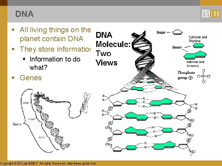 DNA § All living things on the planet contain DNA § They store information