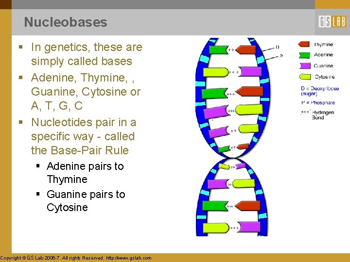 Nucleobases § In genetics, these are simply called bases § Adenine, Thymine, , Guanine,