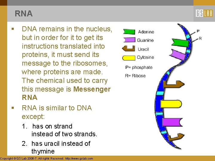 RNA § § DNA remains in the nucleus, but in order for it to