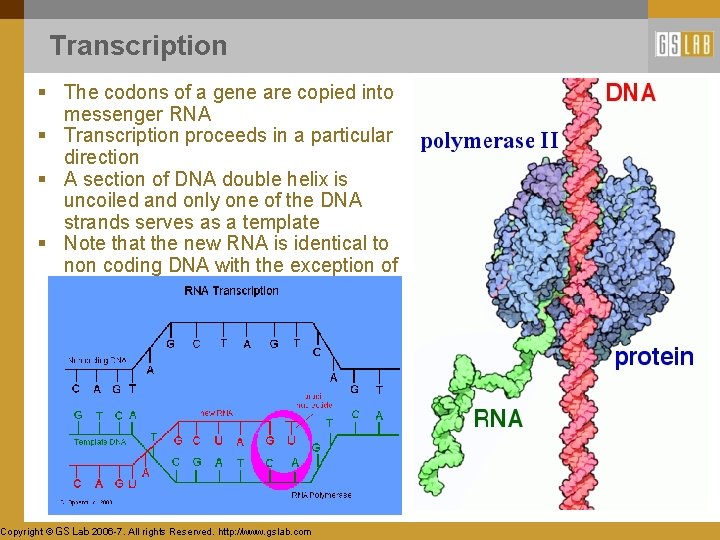 Transcription § The codons of a gene are copied into messenger RNA § Transcription