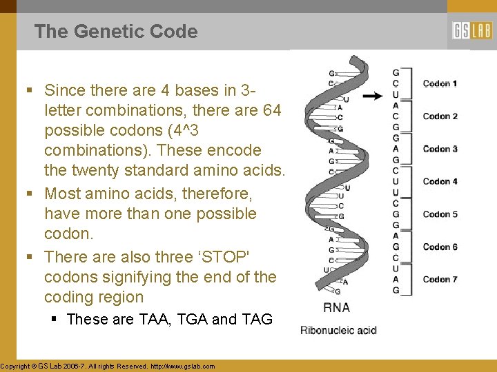 The Genetic Code § Since there are 4 bases in 3 letter combinations, there