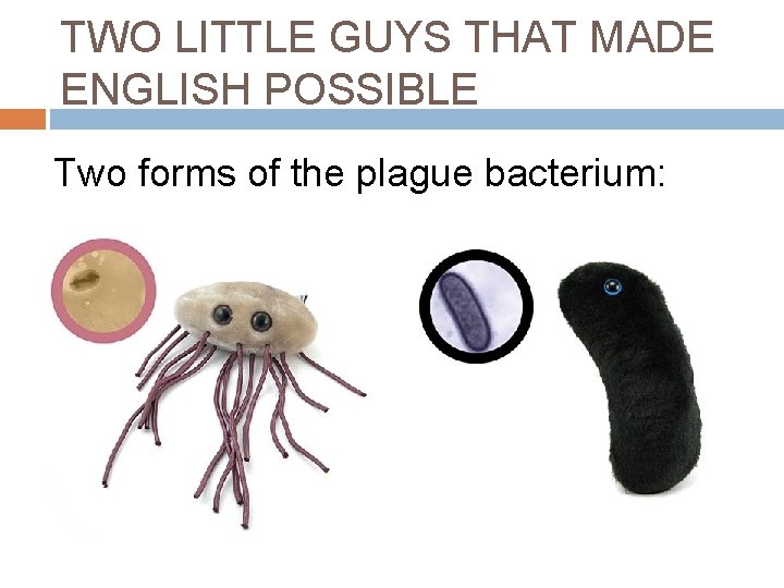 TWO LITTLE GUYS THAT MADE ENGLISH POSSIBLE Two forms of the plague bacterium: 