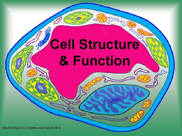 Cell Structure & Function http: //koning. ecsu. ctstateu. edu/cell. html 