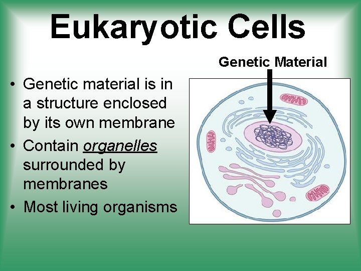 Eukaryotic Cells Genetic Material • Genetic material is in a structure enclosed by its