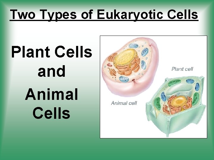 Two Types of Eukaryotic Cells Plant Cells and Animal Cells 