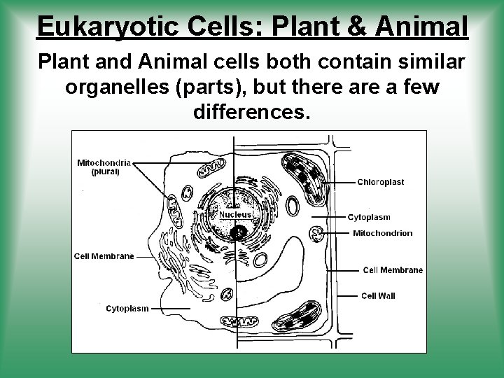 Eukaryotic Cells: Plant & Animal Plant and Animal cells both contain similar organelles (parts),