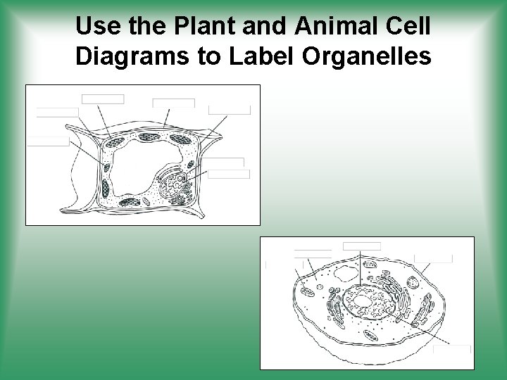 Use the Plant and Animal Cell Diagrams to Label Organelles 