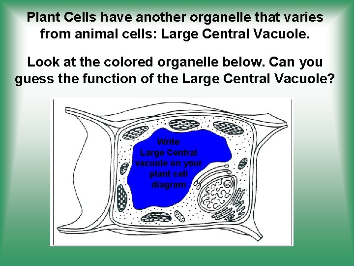 Plant Cells have another organelle that varies from animal cells: Large Central Vacuole. Look