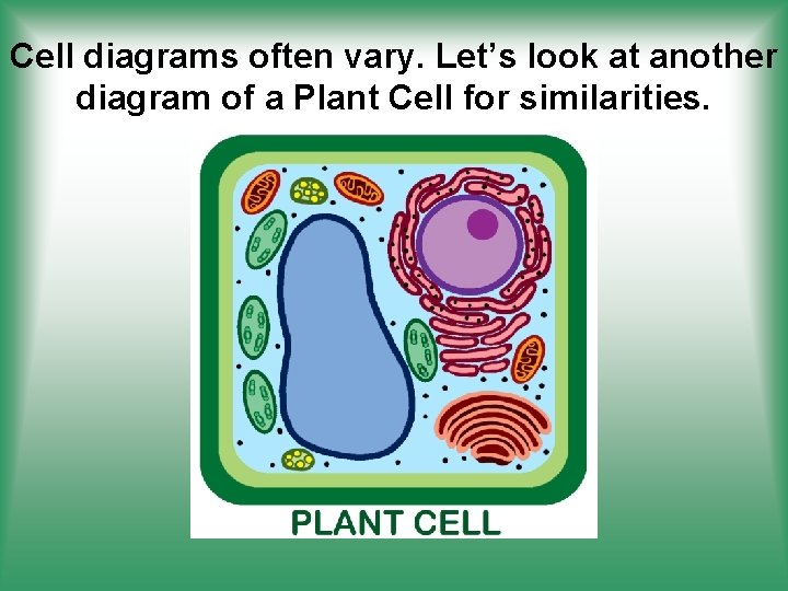 Cell diagrams often vary. Let’s look at another diagram of a Plant Cell for