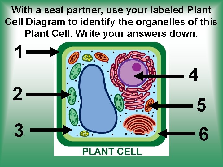 With a seat partner, use your labeled Plant Cell Diagram to identify the organelles