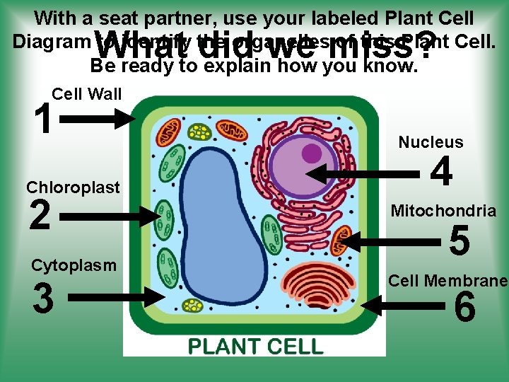 With a seat partner, use your labeled Plant Cell Diagram to identify the organelles