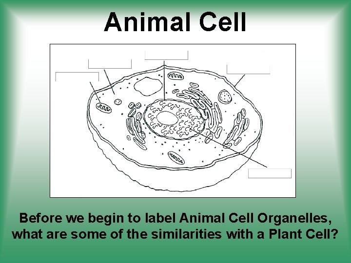 Animal Cell Before we begin to label Animal Cell Organelles, what are some of