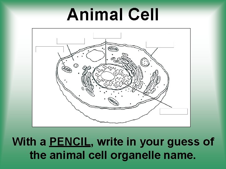 Animal Cell With a PENCIL, write in your guess of the animal cell organelle