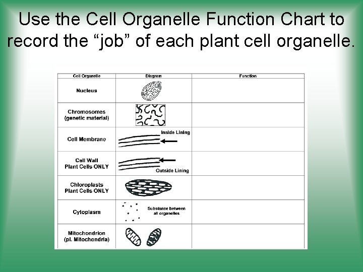 Use the Cell Organelle Function Chart to record the “job” of each plant cell