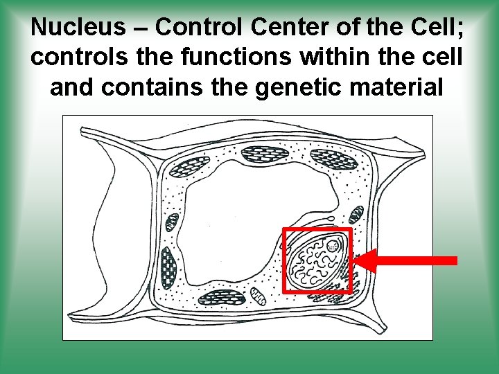 Nucleus – Control Center of the Cell; controls the functions within the cell and