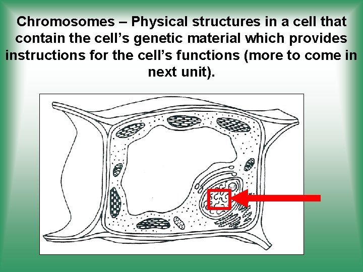 Chromosomes – Physical structures in a cell that contain the cell’s genetic material which