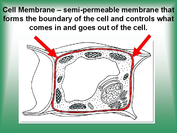 Cell Membrane – semi-permeable membrane that forms the boundary of the cell and controls