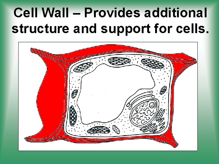 Cell Wall – Provides additional structure and support for cells. 
