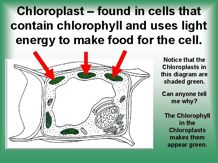 Chloroplast – found in cells that contain chlorophyll and uses light energy to make