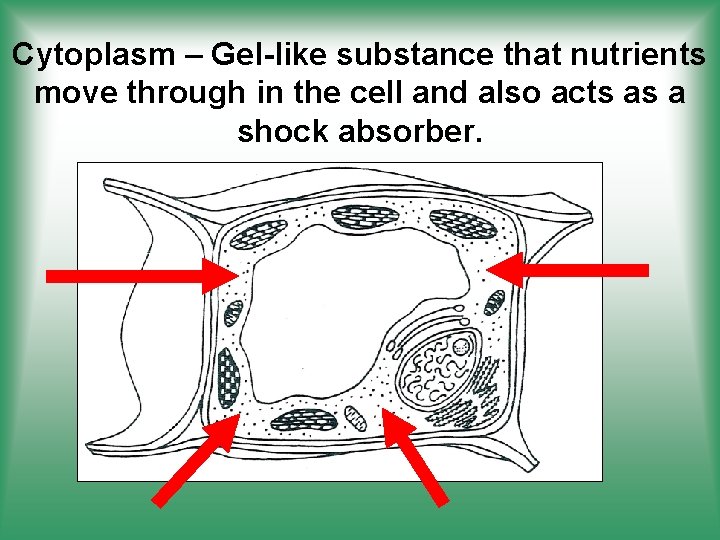 Cytoplasm – Gel-like substance that nutrients move through in the cell and also acts