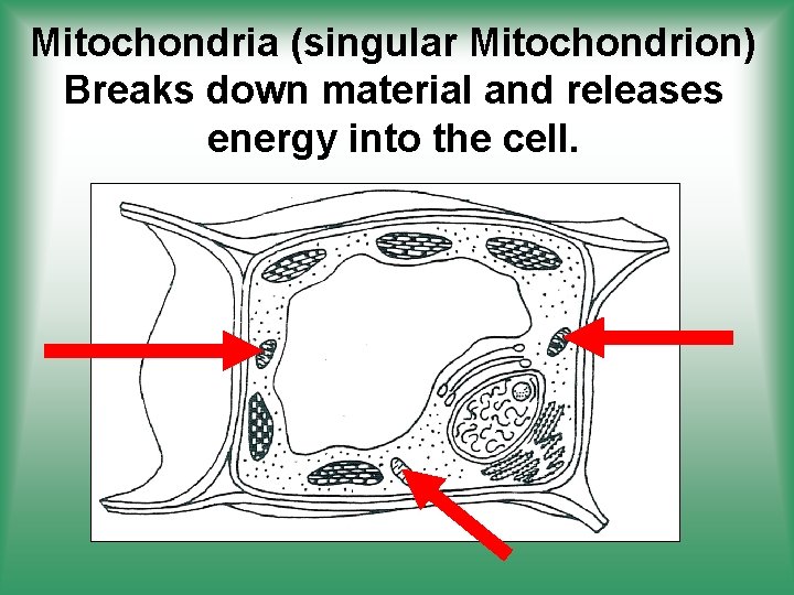 Mitochondria (singular Mitochondrion) Breaks down material and releases energy into the cell. 