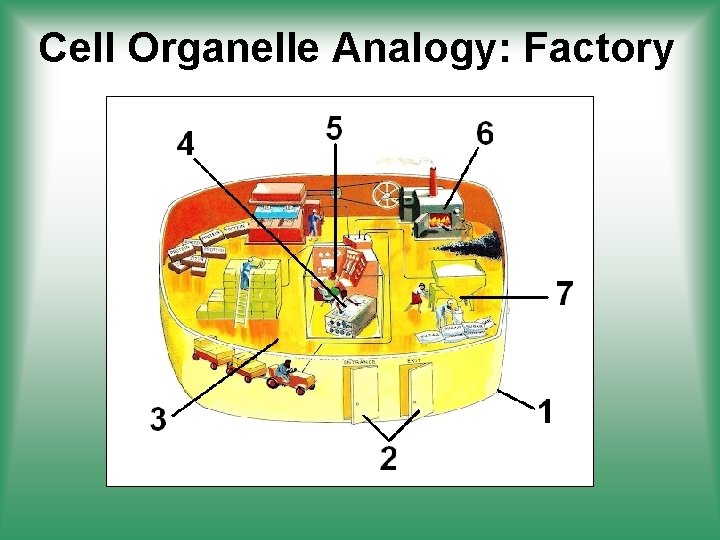 Cell Organelle Analogy: Factory 