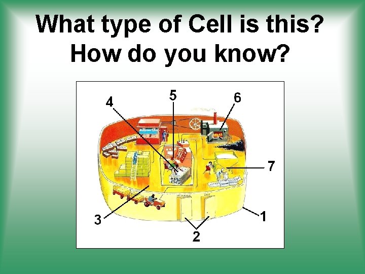 What type of Cell is this? How do you know? 
