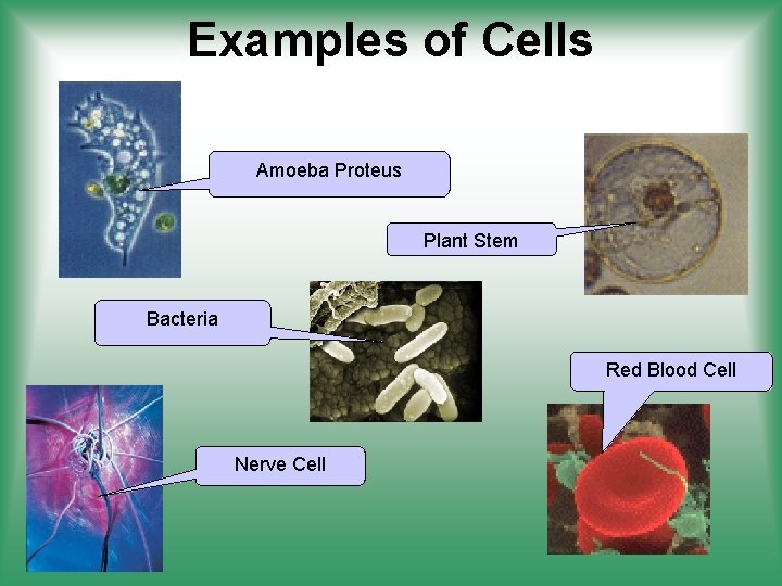 Examples of Cells Amoeba Proteus Plant Stem Bacteria Red Blood Cell Nerve Cell 