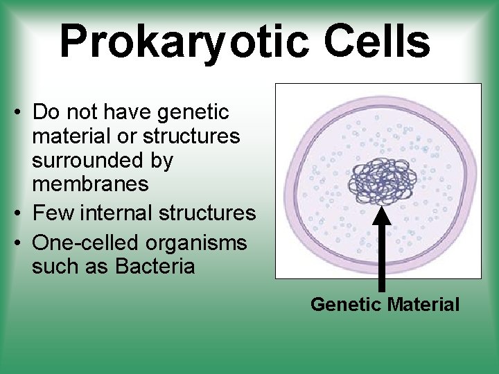 Prokaryotic Cells • Do not have genetic material or structures surrounded by membranes •
