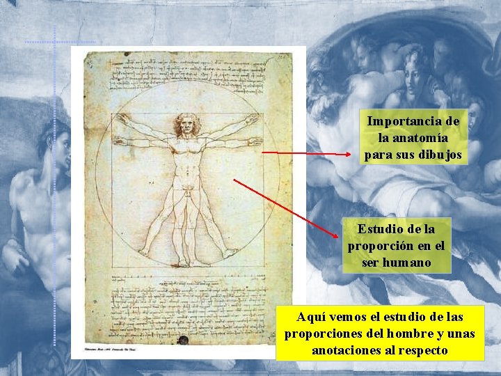 Importancia de la anatomía para sus dibujos Estudio de la proporción en el ser