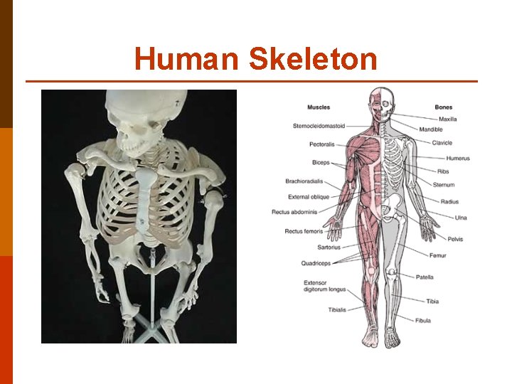 Human Skeleton 