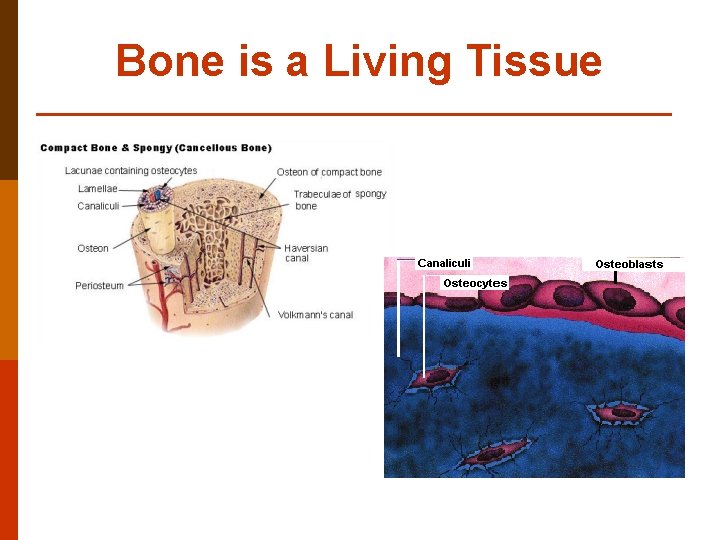 Bone is a Living Tissue 