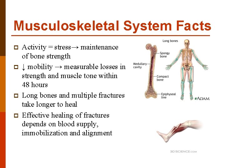 Musculoskeletal System Facts p p Activity = stress→ maintenance of bone strength ↓ mobility
