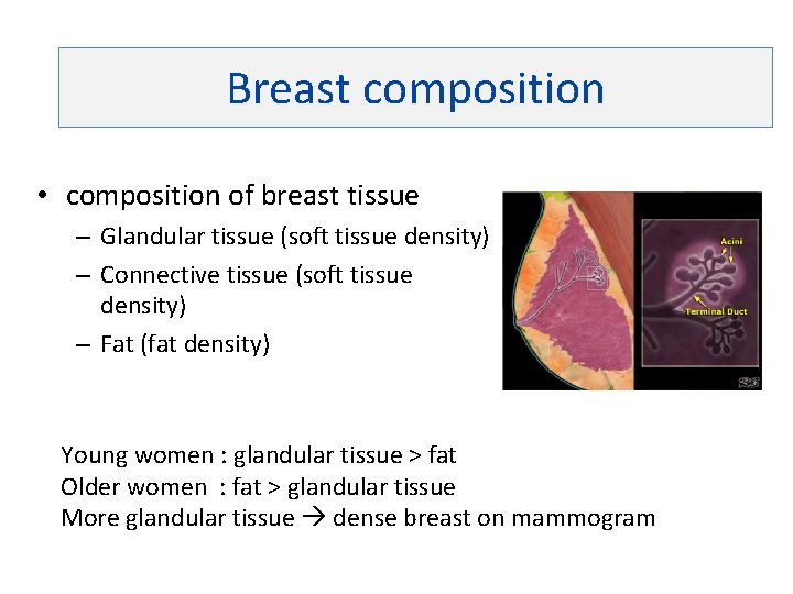 Breast composition • composition of breast tissue – Glandular tissue (soft tissue density) –